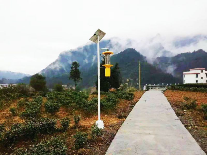 殺蟲(chóng)燈守護(hù)的五峰茶